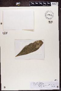 Calopadia foliicola image