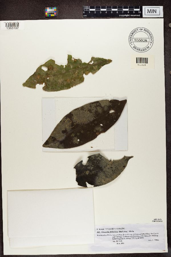 Coenogonium fallaciosum image