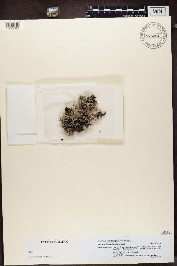 Cladonia bahiana image