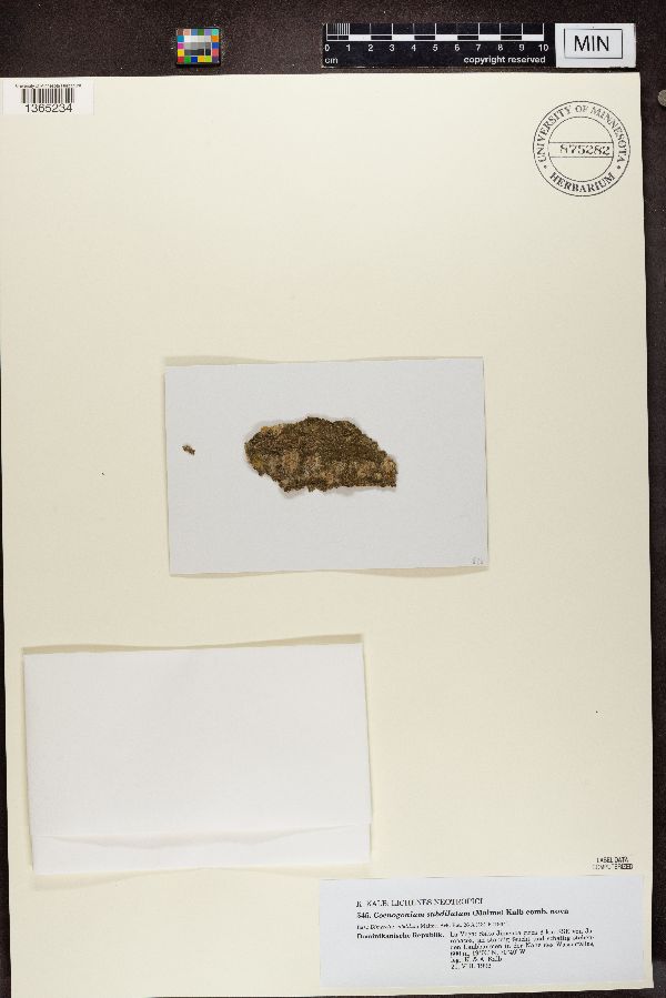 Coenogonium subdilutum image