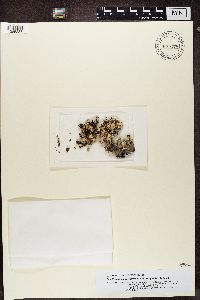 Erioderma barbellatum image