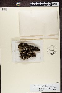 Image of Erioderma cyathophorum