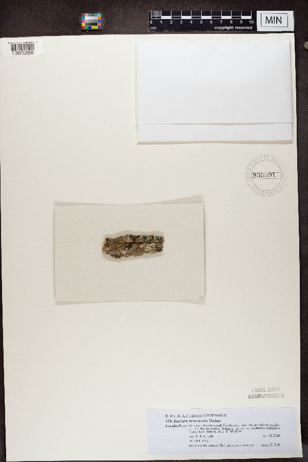 Bacidia brunneola image
