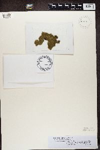 Coenogonium implexum image
