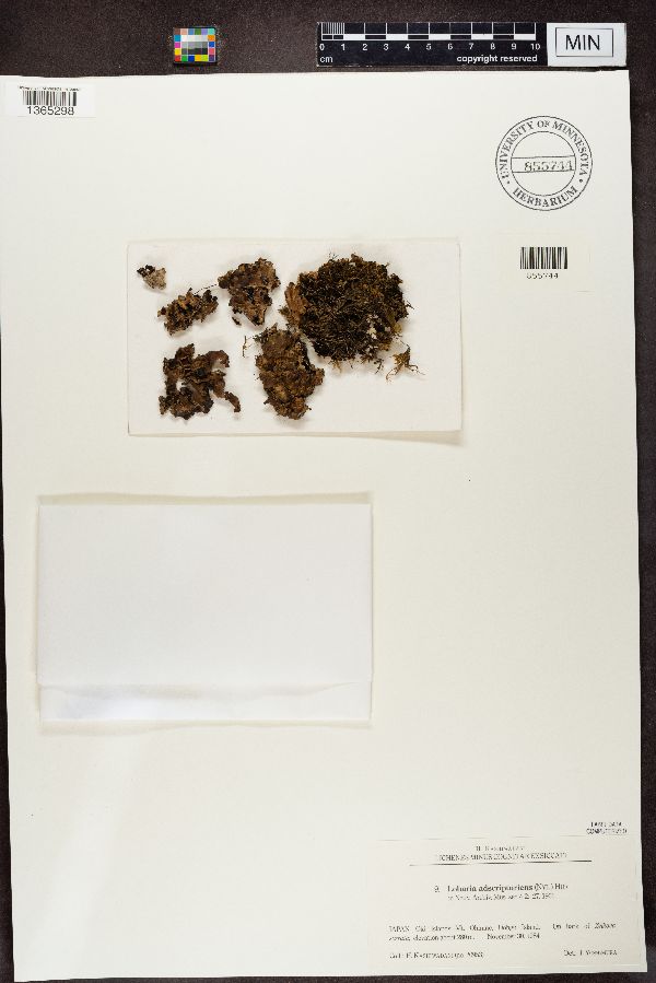 Lobaria adscripturiens image