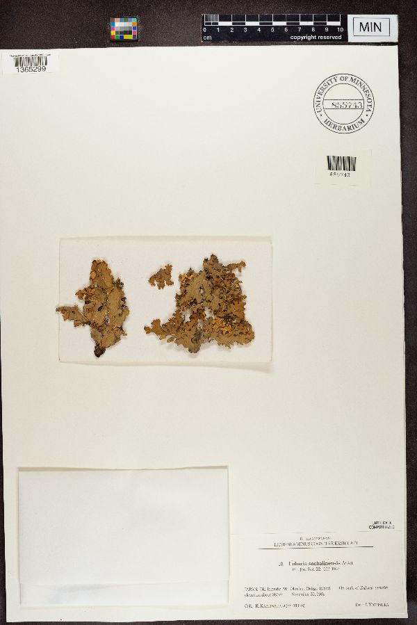 Lobaria sachalinensis image