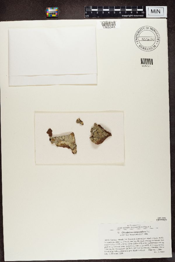 Chiodecton congestulum image
