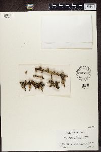 Hypogymnia nikkoensis image