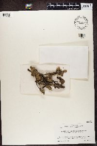 Hypogymnia pseudophysodes image