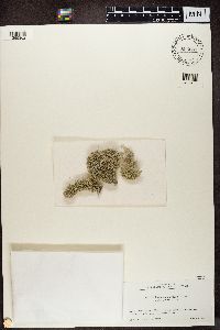 Cladonia pseudoevansii image