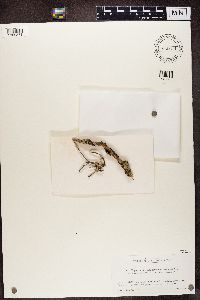 Hypogymnia metaphysodes image