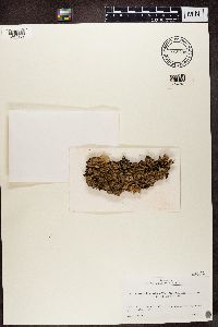 Cetrelia braunsiana image