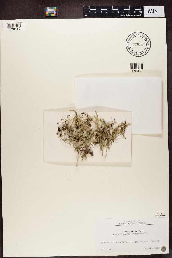 Cladonia vulcani image