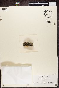 Peltula euploca image