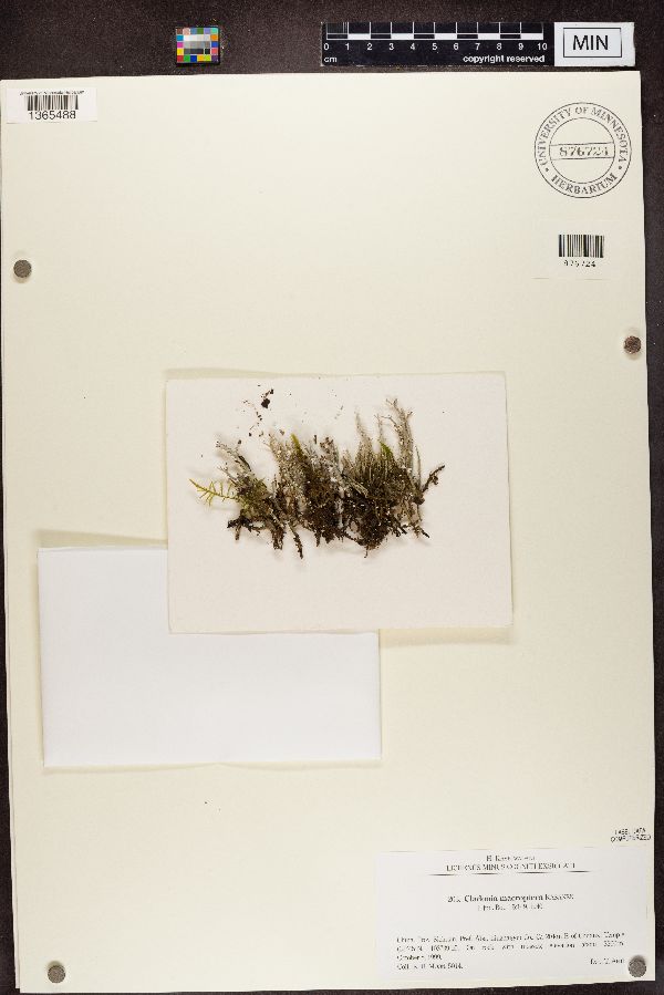 Cladonia macroptera image