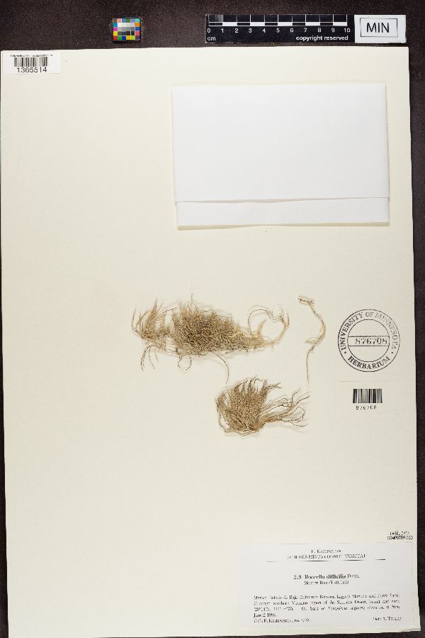 Roccella difficilis image