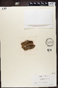 Glossodium japonicum image