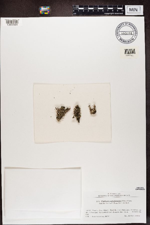 Cladonia sobolescens image