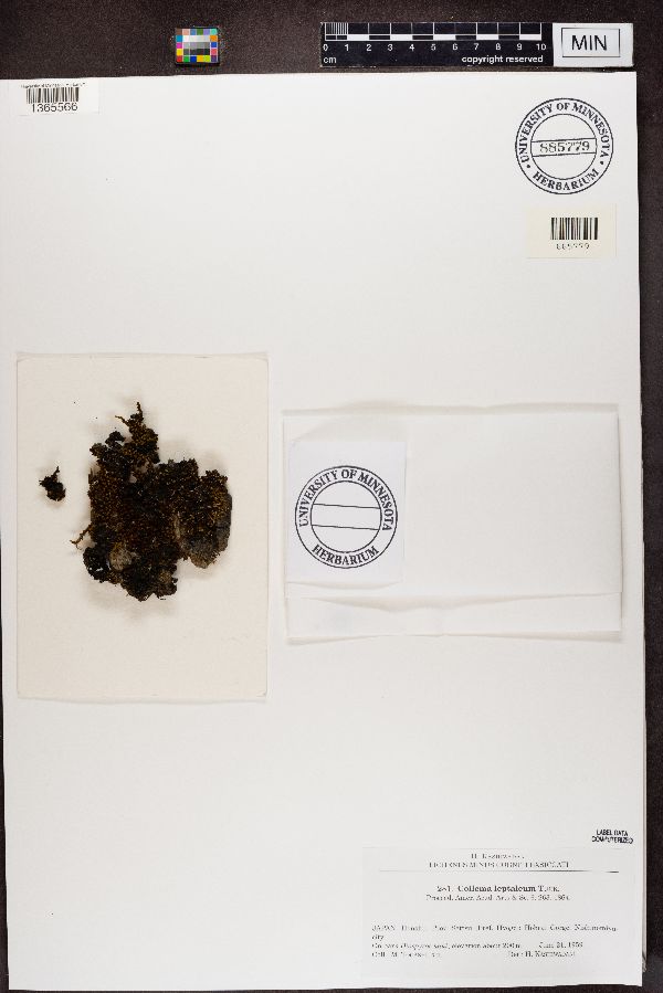 Collema leptaleum image