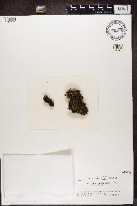 Sphaerophorus fragilis image