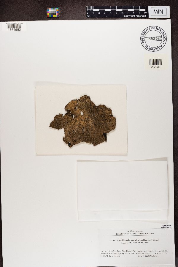 Umbilicaria esculenta image