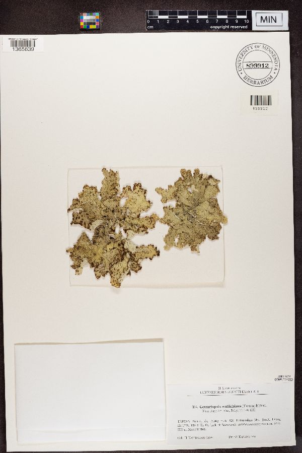Cetrariopsis wallichiana image