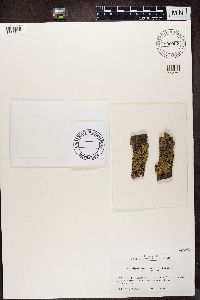 thumbnail image of current specimen