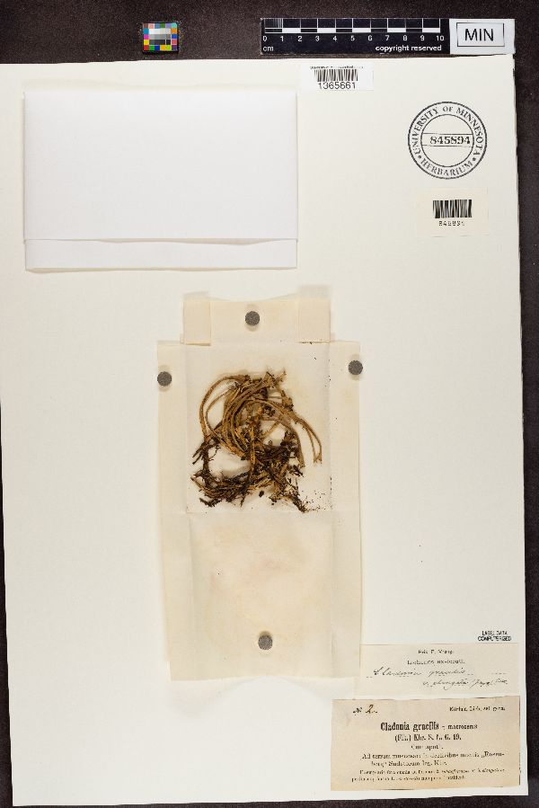 Cladonia gracilis var. macroceras image