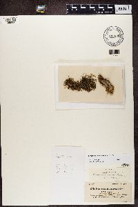 Caloplaca cerina var. chloroleuca image