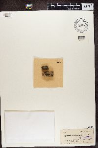 Caloplaca demissa image
