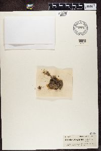 Geisleria sychnogonoides image