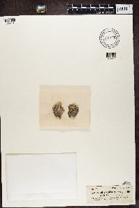 Porpidia albocaerulescens image