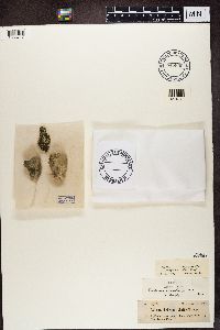 Collema crispum var. metzleri image