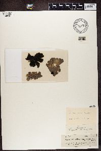Gyrophora vellea image