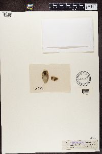 Arthonia galactites image