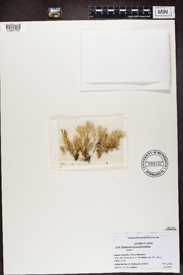 Cladonia pseudostellata image