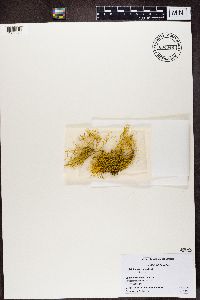 Letharia vulpina image