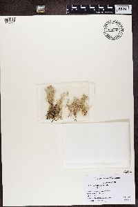 Cladonia submitis image
