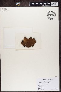 Umbilicaria esculenta image