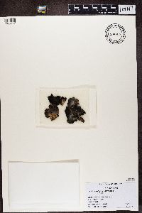 Umbilicaria pensylvanica image