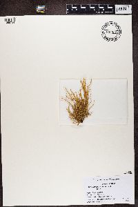 Image of Ramalina boninensis