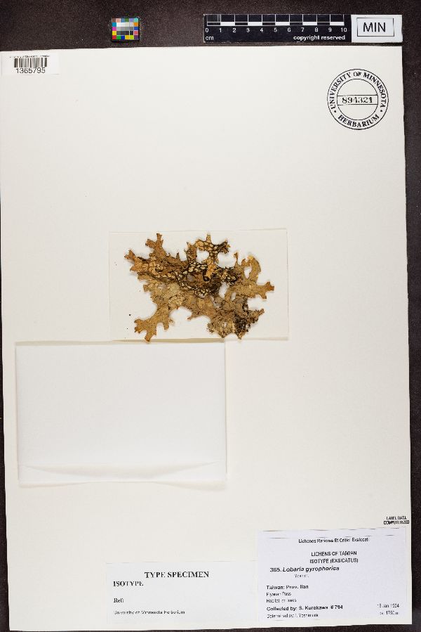 Lobaria gyrophorica image