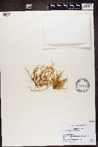 Ramalina boninensis image