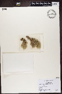 Cladonia alpestris image