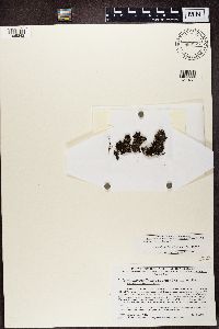 Cetradonia linearis image