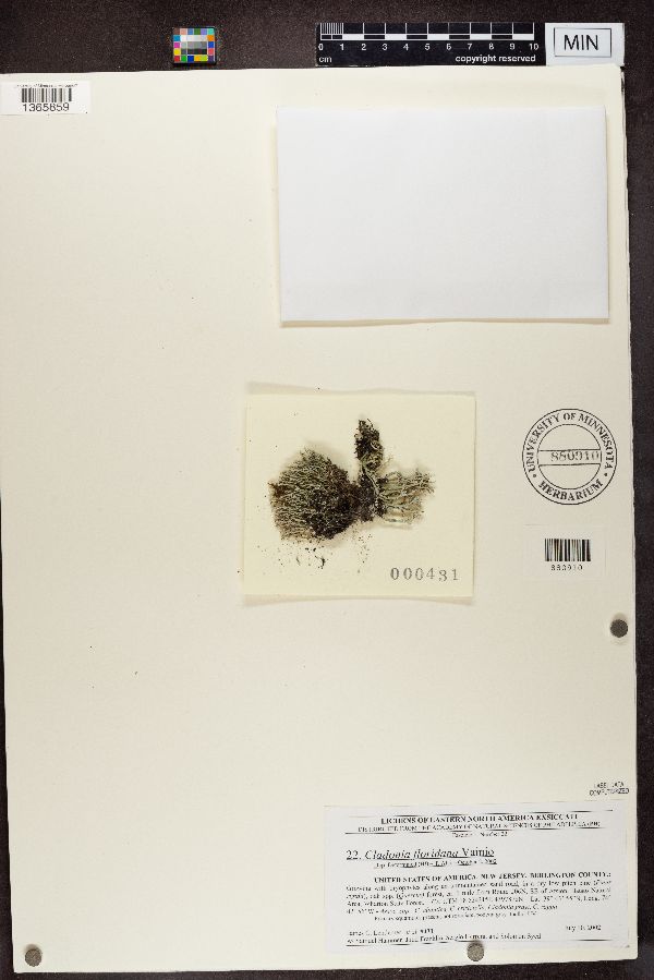Cladonia floridana image