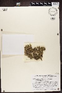 Cladonia strepsilis image