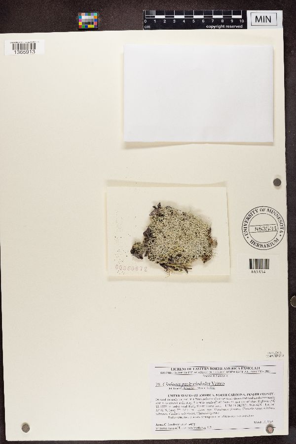 Cladonia pachycladodes image