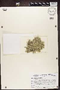 Cladonia submitis image