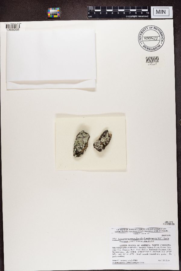 Lepraria normandinoides image